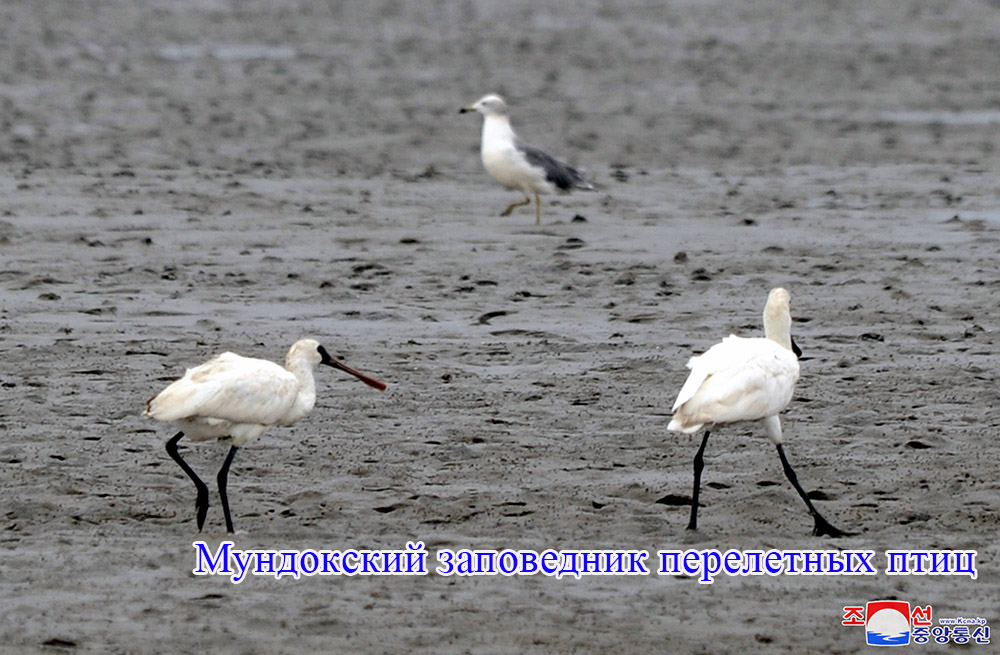 В заповедниках перелетных птиц Кореи наблюдена стая водяной птицы-вида, находящегося в опасности исчезновения и обнаружены новые места размножения редкого рода