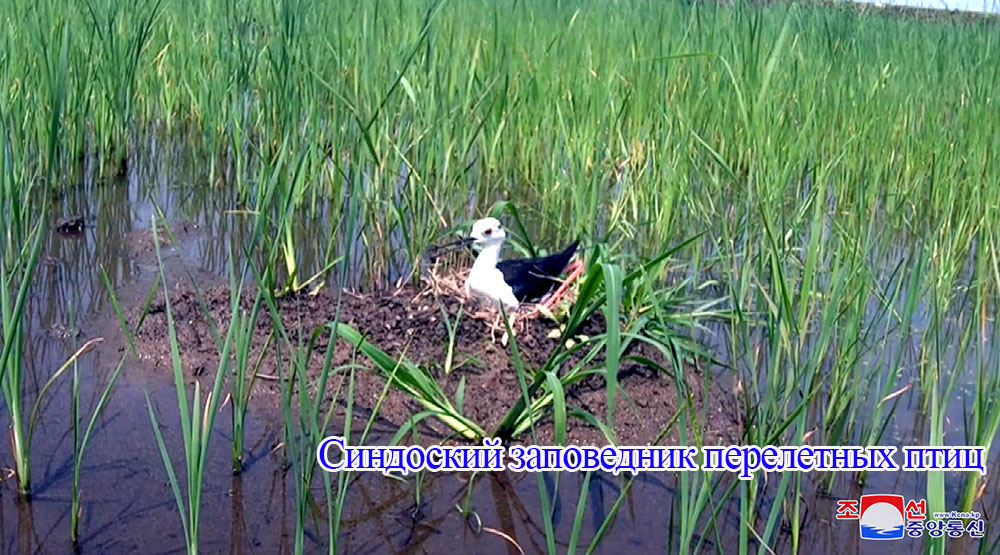 В заповедниках перелетных птиц Кореи наблюдена стая водяной птицы-вида, находящегося в опасности исчезновения и обнаружены новые места размножения редкого рода