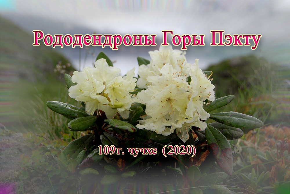 Рододендроны Горы Пэкту