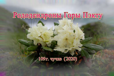 Рододендроны Горы Пэкту
