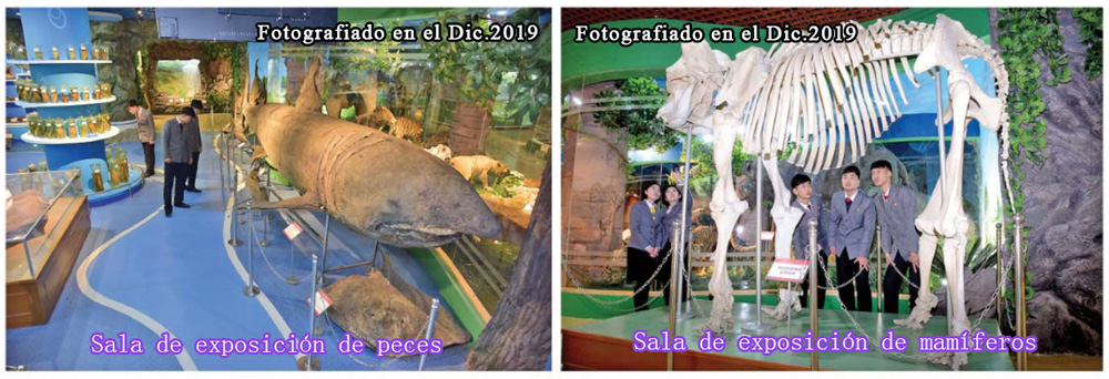 Museo de Historia Natural de la UniversidadKim Il Sung