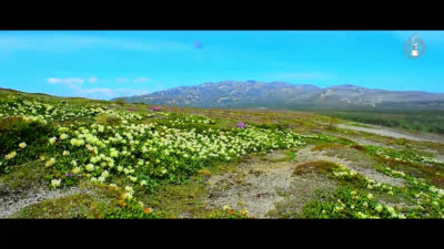 白頭山麓の花の風景