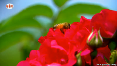 Gardener’s Devotion