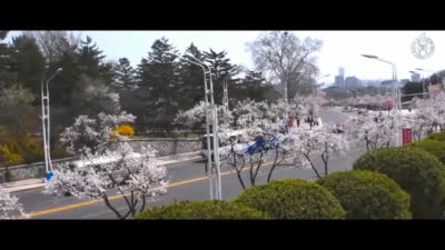 Pyongyang in Spring
