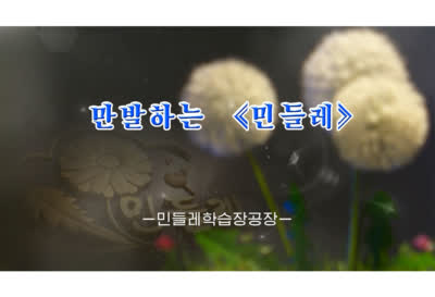 만발하는 《민들레》